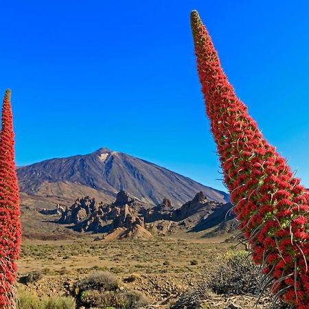 Apto Drago Holidays Daire Santa Cruz de Tenerife Dış mekan fotoğraf