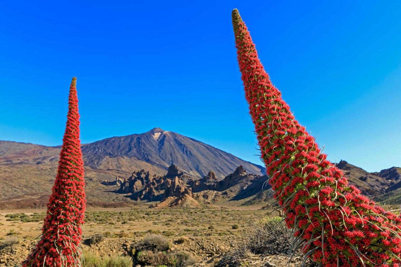 Apto Drago Holidays Daire Santa Cruz de Tenerife Dış mekan fotoğraf